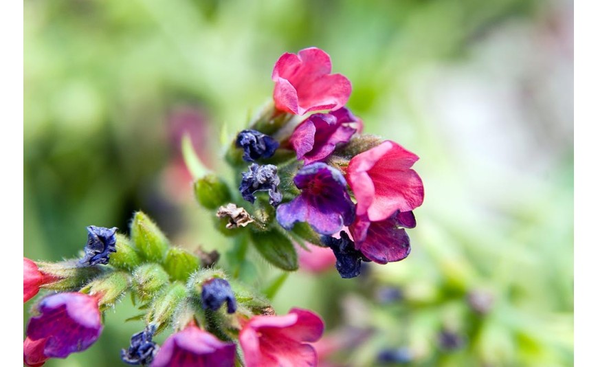 Cętki i kropki zawsze w modzie. Pulmonaria (miodunka) Cętki i kropki zawsze w modzie. Pulmonaria (miodunka)