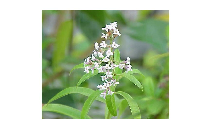 Aromatyczne zioło - lippia cytrynowa Aromatyczne zioło - lippia cytrynowa